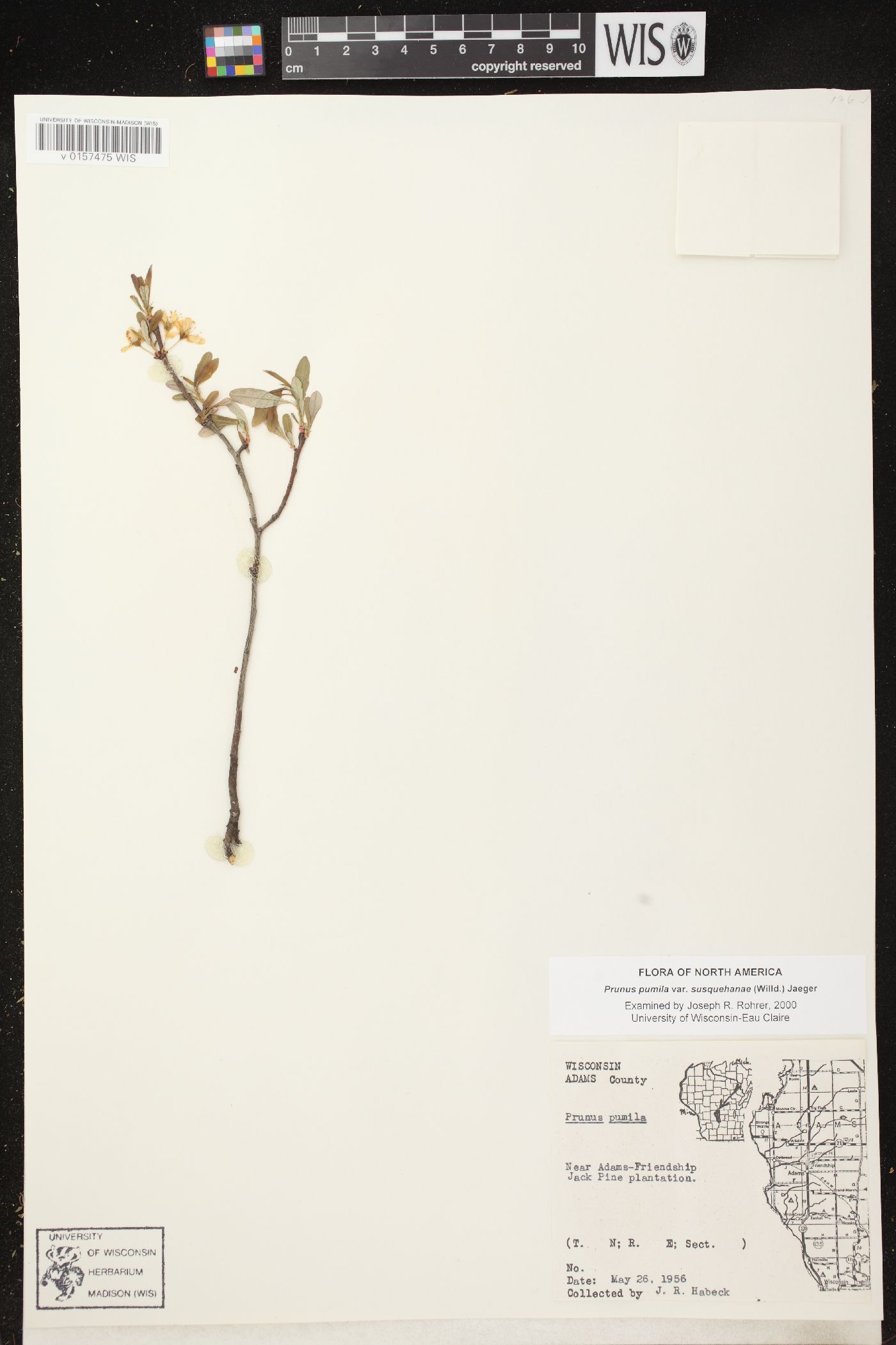 Prunus pumila var. susquehanae image