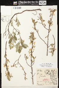 Prunus pumila image