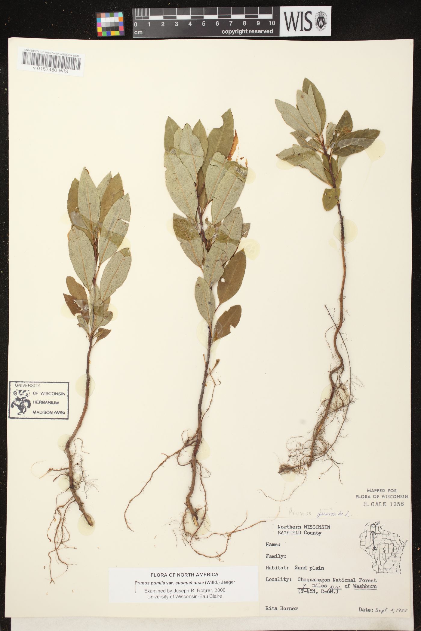 Prunus pumila var. susquehanae image