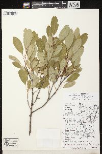 Prunus pumila var. susquehanae image