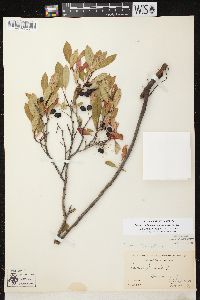 Prunus pumila image