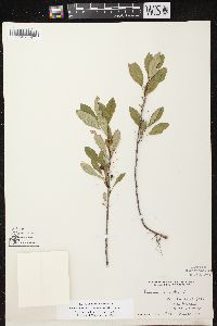 Prunus pumila image