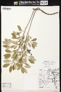 Prunus pumila image