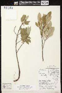 Prunus pumila image