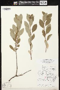 Prunus pumila var. susquehanae image