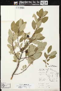 Prunus pumila var. susquehanae image