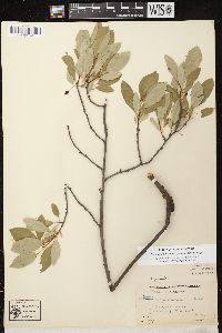 Prunus pumila var. susquehanae image