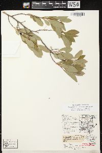 Prunus pumila var. susquehanae image