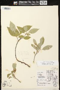 Prunus pumila var. susquehanae image