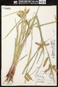 Carex comosa image