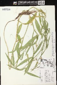 Lathyrus sylvestris image