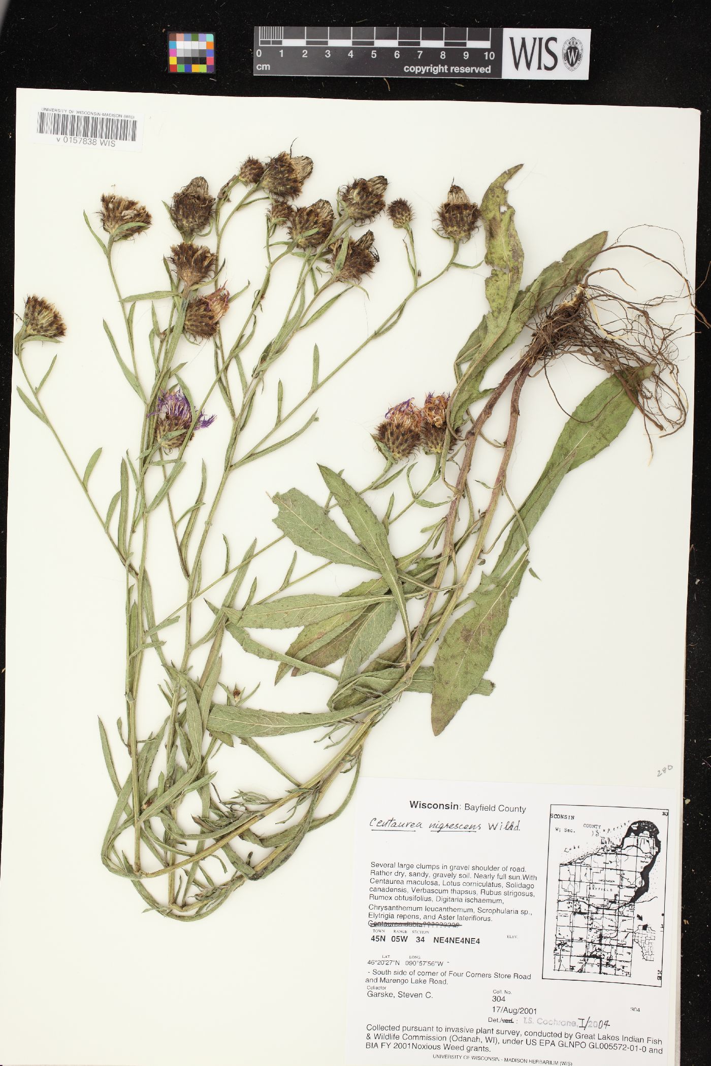 Centaurea nigrescens image