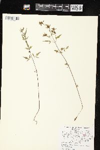 Bidens discoidea image