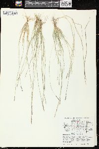 Sporobolus vaginiflorus var. vaginiflorus image