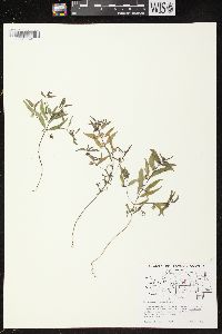 Melampyrum lineare image