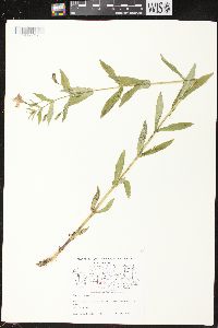 Mimulus ringens var. ringens image