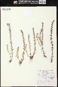 Veronica peregrina subsp. xalapensis image