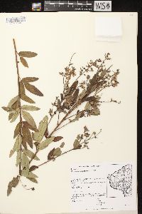 Desmodium canadense image