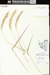 Elymus villosus image