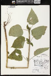 Scrophularia marilandica image