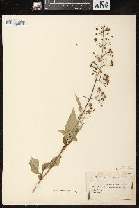 Scrophularia marilandica image