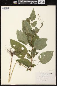 Scrophularia marilandica image