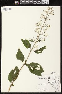 Scrophularia marilandica image