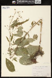 Scrophularia marilandica image