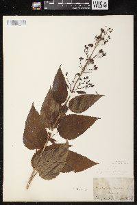 Scrophularia marilandica image