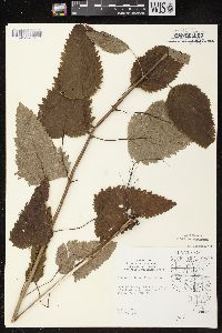 Scrophularia marilandica image