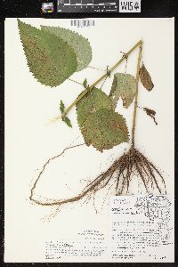 Scrophularia marilandica image