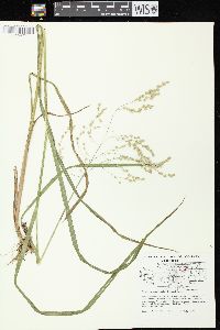 Glyceria canadensis image