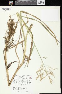 Glyceria canadensis image