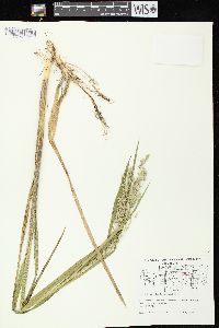 Glyceria canadensis image