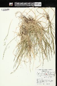 Poa alsodes image