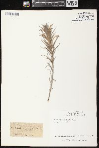 Castilleja sessiliflora image