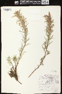 Castilleja sessiliflora image