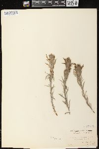 Castilleja sessiliflora image