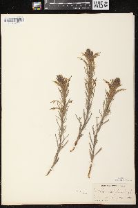 Castilleja sessiliflora image