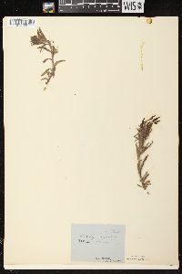 Castilleja sessiliflora image