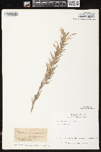 Castilleja sessiliflora image