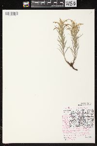 Castilleja sessiliflora image