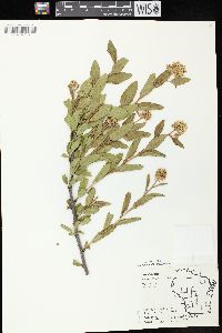 Ceanothus herbaceus image