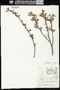 Ceanothus herbaceus image