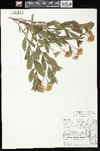 Ceanothus herbaceus image