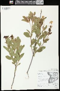 Ceanothus herbaceus image