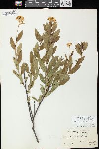 Ceanothus herbaceus image