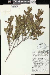 Ceanothus herbaceus image