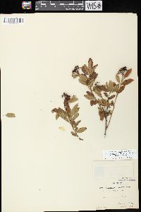 Ceanothus herbaceus image