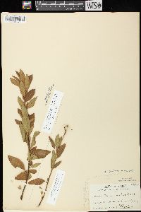 Ceanothus herbaceus image